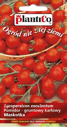 Изображение Plantico Pomidor Gruntowy Solanum Lycopersicum L. Maskotka