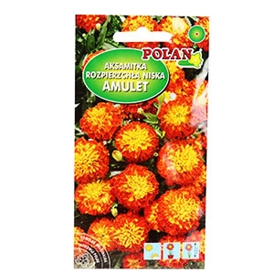 Picture of Sēklas Samtenes Strawberry blonde AMC 30gb.