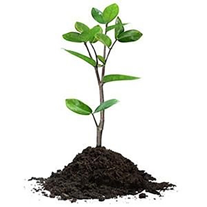 Picture of Stāds Rododendrs Calsap 5/exl+