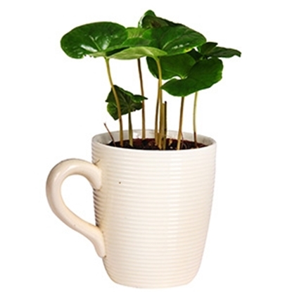 Picture of Telpaugs Coffea Arabica p9 (Kafijkoks)