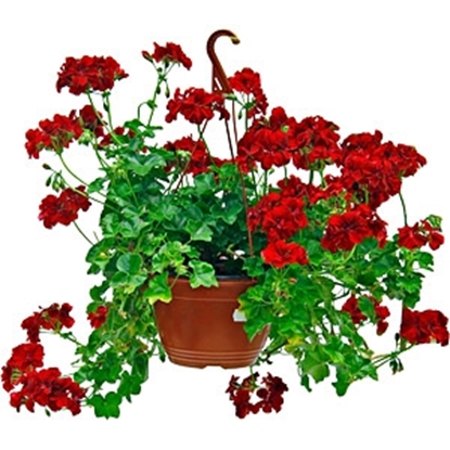 Picture of Telpaugs Pelargonium mix Grandi (Pelargonijas)