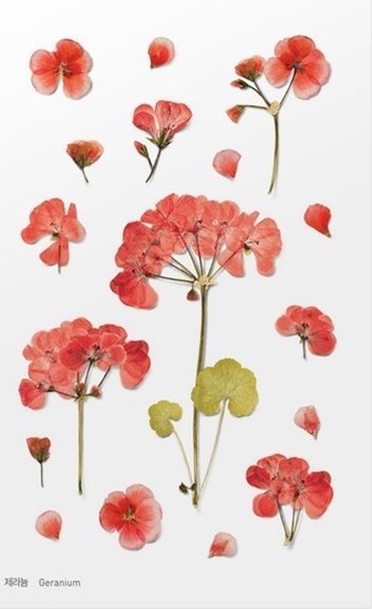 Picture of Appree Naklejki ozdobne kwiaty Geranium