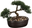 Picture of Atmosphera Drzewko bonsai w czarnej doniczce 23 cm