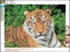 Изображение Centrum Mozaika diamentowa 5D 30x40cm Tiger 89752