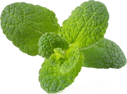 Picture of Click And Grow Click & Grow Smart Garden refill Apple Mint 3pcs