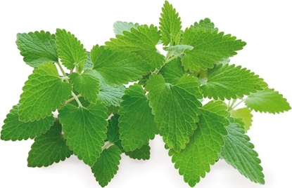 Picture of Click And Grow Click & Grow Smart Garden refill Catnip 3pcs