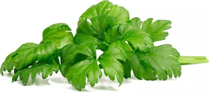 Picture of Click And Grow Click & Grow Smart Garden Refill Leaf Celery 3pcs