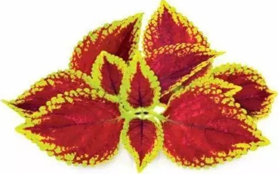 Изображение Click And Grow Click & Grow Smart Garden refill Painted Nettle 3pcs