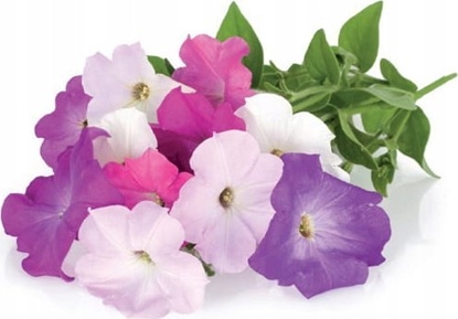 Изображение Click And Grow Click & Grow Smart Garden refill Petunia 3pcs