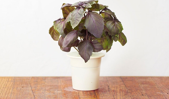 Picture of Click And Grow Click & Grow Smart Garden refill Red Basil 3pcs