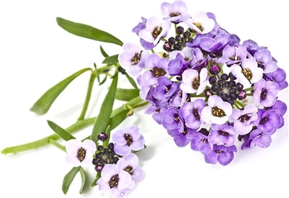 Picture of Click And Grow Click & Grow Smart Garden refill Sweet Alyssum 3pcs