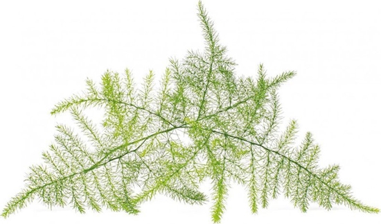 Picture of Click And Grow Click & Grow Smart Refill Feather spar 3pcs