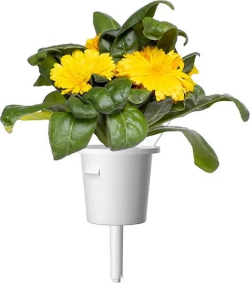 Picture of Click And Grow Click & Grow Smart Refill Marigold 3pcs