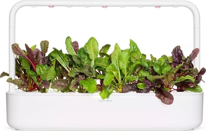 Attēls no Click And Grow Click & Grow Smart Refill Rainbow Chard 3pcs