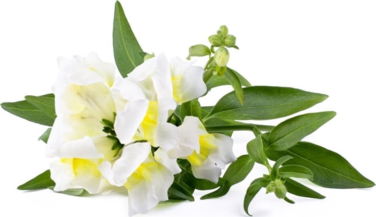 Picture of Click And Grow Click & Grow Smart Refill White Snapdragon 3pcs