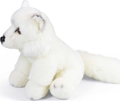 Attēls no Dante Lis Polarny