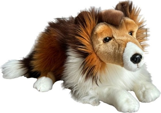 Picture of Dubi Owczarek szkocki 61cm