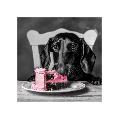 Picture of Foto glezna 30x30 Dachshund