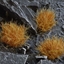 Изображение Gamers Grass Gamers Grass: Grass tufts - 12 mm - Dry Tuft XL (Wild)