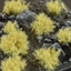 Picture of Gamers Grass Gamers Grass: Grass tufts - 6 mm - Dense Beige (Wild)