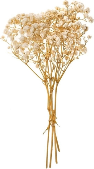 Picture of kwiatydonice Gipsówka 4 gazki ok. 20cm