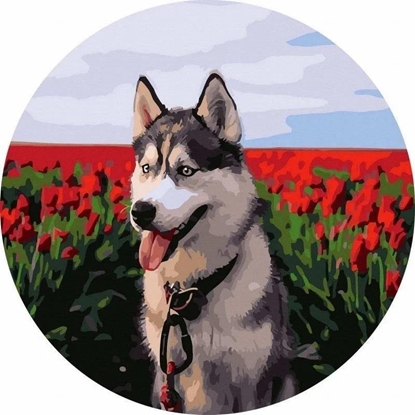 Picture of Malowanie po numerach okrge - Husky tulipany 40