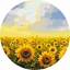 Picture of Malowanie po numerach okrge - Pola soneczników