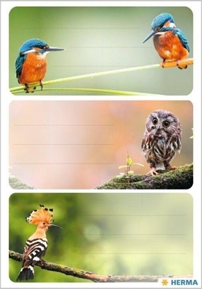 Picture of Naklejki szkolne - Ptaki 9szt