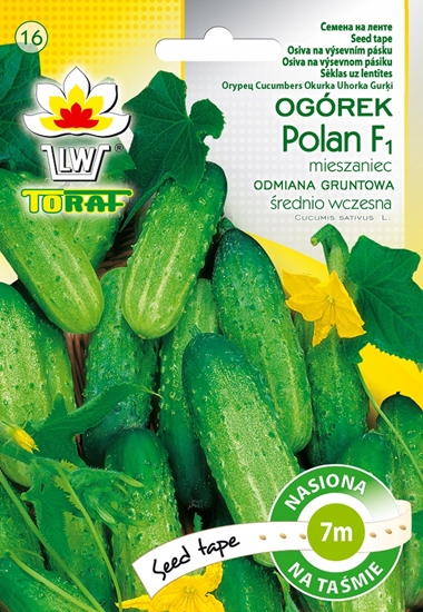 Picture of PNOS Nasiona na tamie | Ogórek Polan F1 | Tama 6m