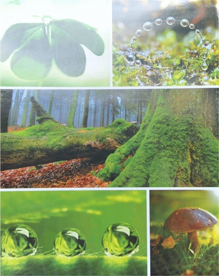 Picture of Poldom Album A488