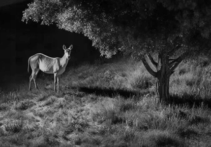 Изображение Kamera IP Reolink Reolink Go Series G450 with Solar Panel 2