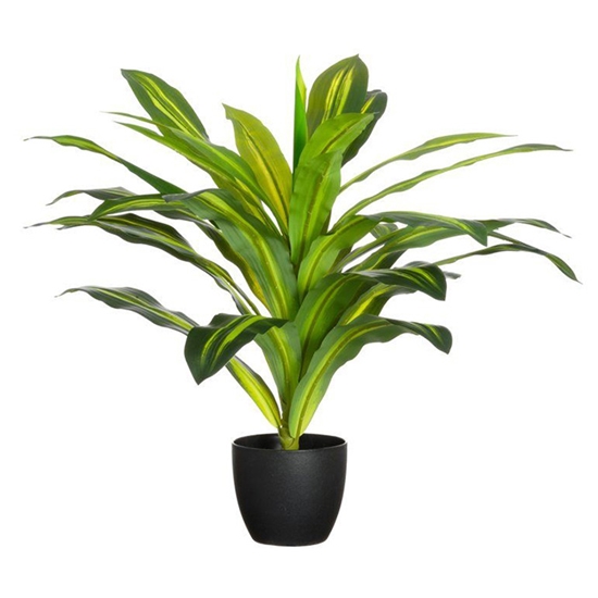 Picture of Mākslīgie augi 4Living Dracēna 60cm