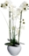 Изображение Atmosphera Orchidea w biaej doniczce 53 cm