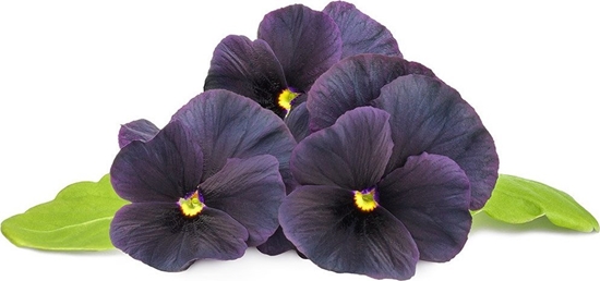 Picture of Click And Grow Click & Grow Smart Garden refill Black pansy 3pcs