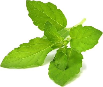 Picture of Click And Grow Click & Grow Smart Garden refill Holy Basil 3pcs