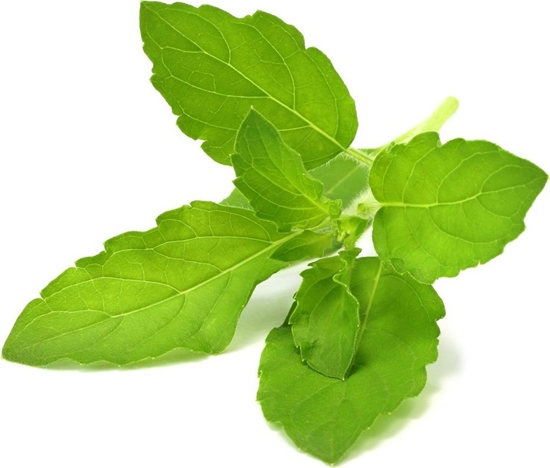 Picture of Click And Grow Click & Grow Smart Garden refill Holy Basil 3pcs