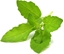 Изображение Click And Grow Click & Grow Smart Garden refill Holy Basil 3pcs