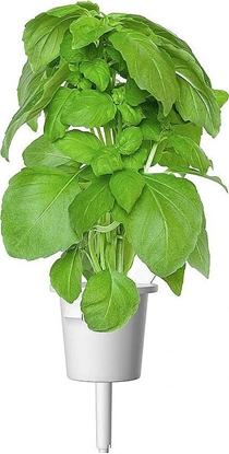 Изображение Click And Grow Click & Grow Smart Garden refill Marseille Basil 3pcs