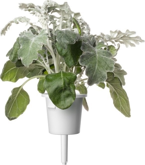 Picture of Click And Grow Click & Grow Smart Refill Dusty Miller 3pcs