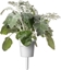 Picture of Click And Grow Click & Grow Smart Refill Dusty Miller 3pcs
