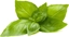 Picture of Click And Grow Click & Grow Smart Refill Lemon Basil 3pcs