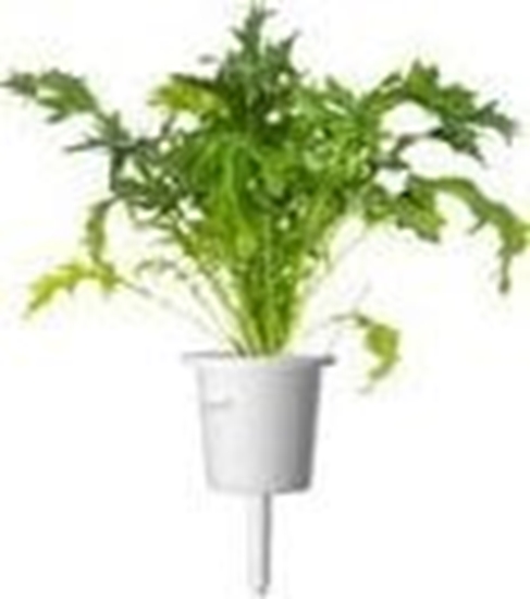 Picture of Click And Grow Click & Grow Smart Refill Mizuna 3pcs