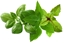 Attēls no Click And Grow Click And Grow Click & Grow Plant Pod Basil Variety Mix 9 vnt