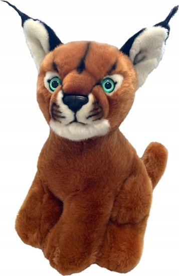 Picture of Dubi Karakal 30cm