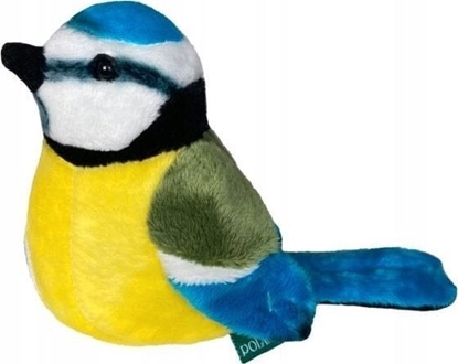 Picture of Dubi Modraszka 13cm