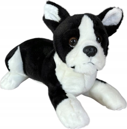 Attēls no Dubi Pies boston terrier lecy 28cm 32164