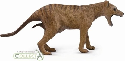 Picture of Figurka Collecta Wilk workowaty - tasmaski, samica (004-88767)