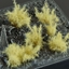 Attēls no Gamers Grass Gamers Grass: Special tufts - 12 mm - Spikey Beige (Wild)