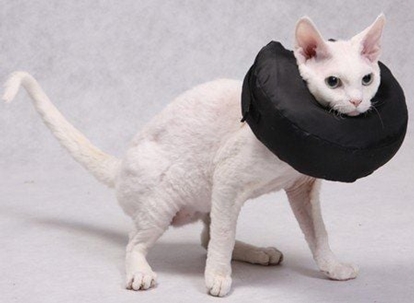 Picture of Grande Finale Konierz pooperacyjny rozmiar 3