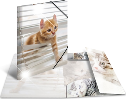 Picture of Herma Teczka A4 Glossy Katze